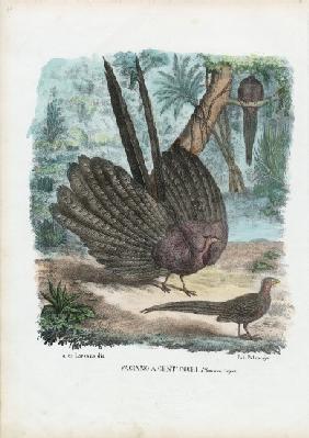 Argus Pheasant 1863-79