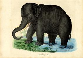 Asian Elephant 1863-79