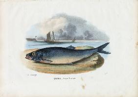 Atlantic Herring 1863-79