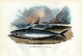 Atlantic Mackerel 1863-79