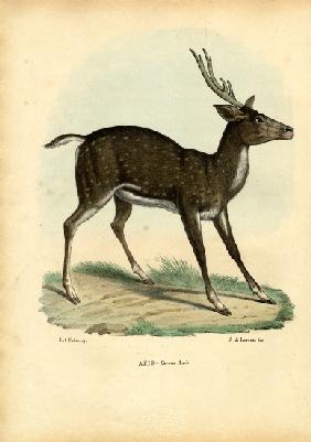 Axis Deer 1863-79