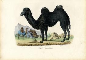 Bactrian Camel 1863-79