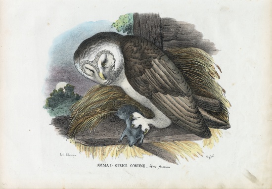 Barn Owl von Raimundo Petraroja