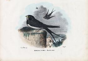 Barn Swallow 1863-79
