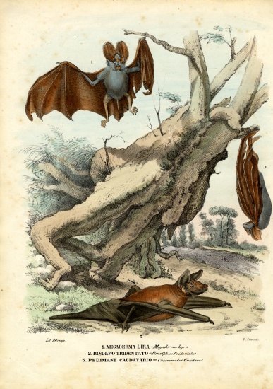 Bats von Raimundo Petraroja