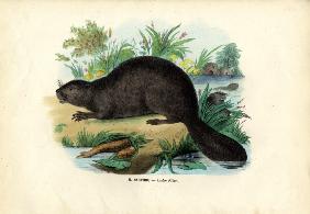 Beaver 1863-79