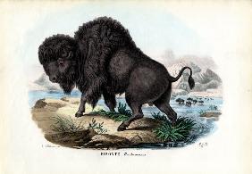 Bison 1863-79