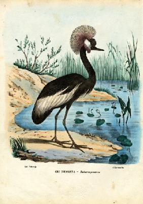 Black-Crowned Crane 1863-79
