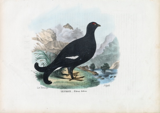 Black Grouse von Raimundo Petraroja