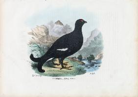 Black Grouse 1863-79