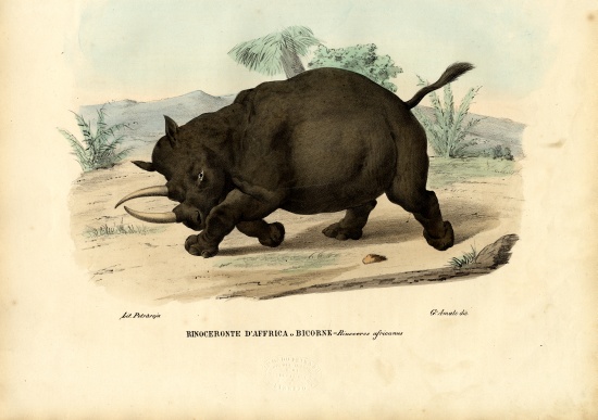 Black Rhinoceros von Raimundo Petraroja