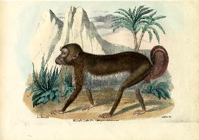 Black-Striped Capuchin 1863-79