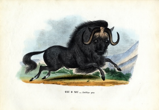 Black Wildebeest von Raimundo Petraroja