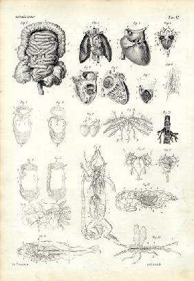 Blood System 1863-79
