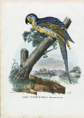 Blue-And-Yellow Macaw 1863-79