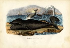 Bowhead Whale 1863-79
