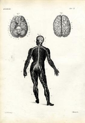 Brain 1863-79