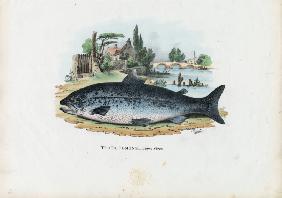 Brown Trout 1863-79