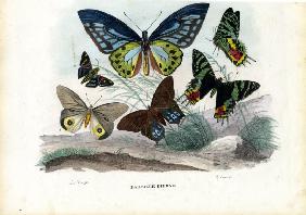 Butterflies 1863-79