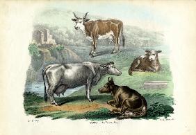 Cattle 1863-79