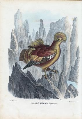 Cock-Of-The-Rock 1863-79