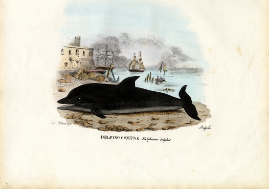 Common Dolphin von Raimundo Petraroja