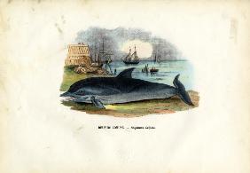 Common Dolphin 1863-79