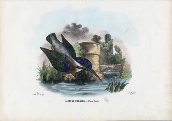 Common Kingfisher von Raimundo Petraroja