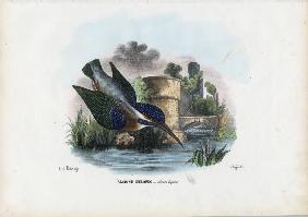 Common Kingfisher 1863-79