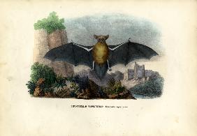 Common Pipistrelle 1863-79