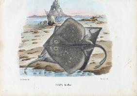 Common Skate 1863-79