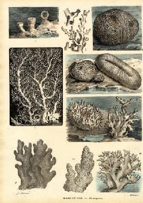 Corals 1863-79