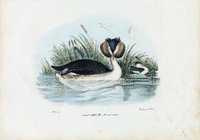 Crested Grebe 1863-79