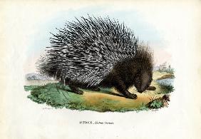 Crested Porcupine 1863-79
