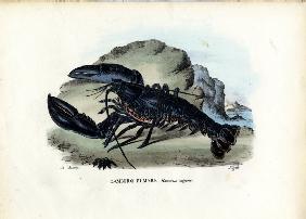 Crustaceans 1863-79