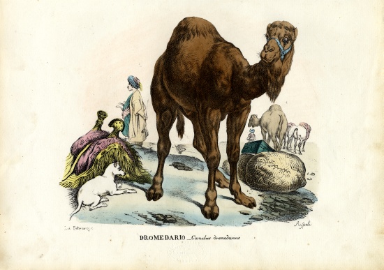 Dromedary von Raimundo Petraroja