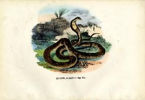 Egyptian Cobra 1863-79