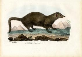 Egyptian Mongoose 1863-79