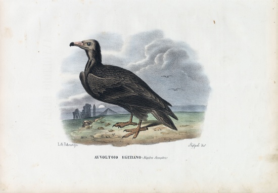 Egyptian Vulture von Raimundo Petraroja