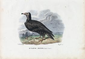 Egyptian Vulture 1863-79