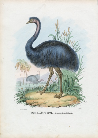 Emu von Raimundo Petraroja