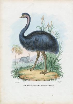 Emu 1863-79