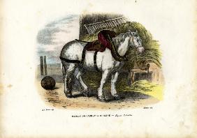 English Farm Horse 1863-79
