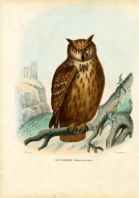 Eurasian Eagle Owl 1863-79