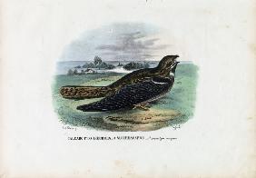 European Nightjar 1863-79