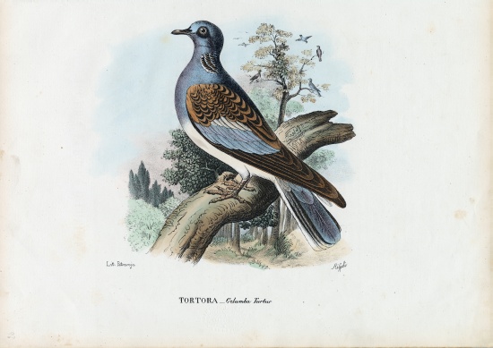European Turtle Dove von Raimundo Petraroja