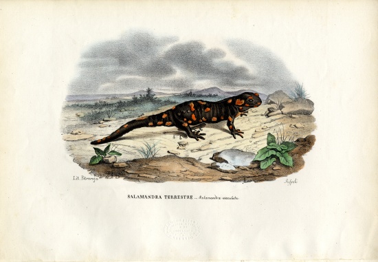 Fire Salamander von Raimundo Petraroja