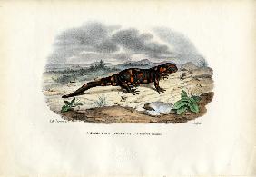 Fire Salamander 1863-79