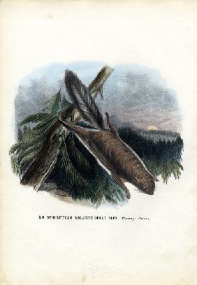 Flying Squirrel 1863-79