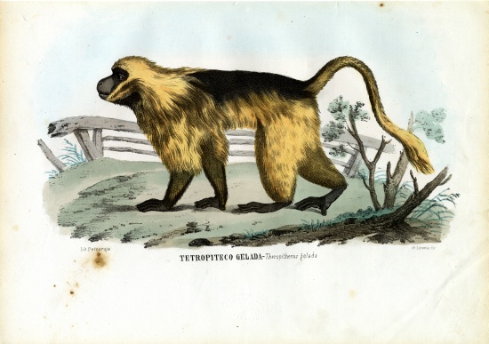 Gelada Baboon von Raimundo Petraroja